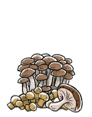 Dessin de Champignons